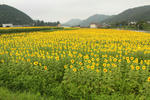 IMG_5187.JPG
