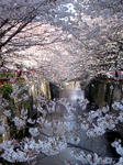sakura-2.jpg