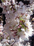 sakura-4.jpg