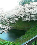 桜の名所