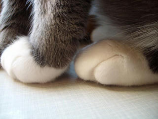 foot?
