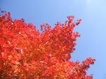 DSCF1825.JPG
