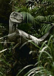 raptor.jpg