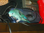 DSCF0101.JPG