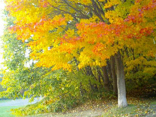 紅葉20071022