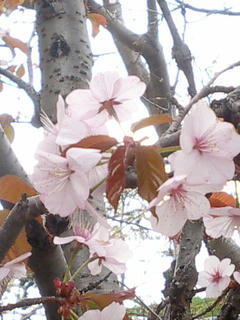 桜