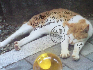 かれーの店うどん「初夏の夜かれー」2008 