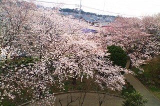 我孫子中の桜