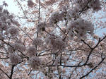 P1000367.jpg