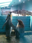 キングペンギン親子