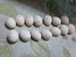 NEC_0511.JPG