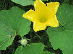 kabocha1.jpg