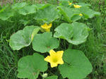 kabocha2.jpg