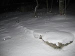 IMG_1936.jpg