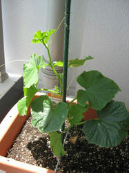 20090522.jpg