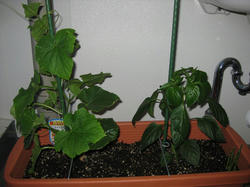 20090527.jpg
