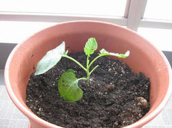 20100919-1.jpg