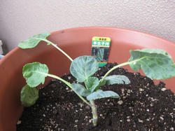 20100919-2.jpg