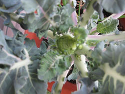 2010120703.jpg