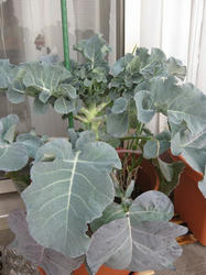 2010120704.jpg