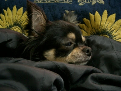 IMGP4092.JPG