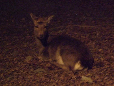 BLOG2008_01040120.JPG