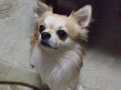 BLOG2008_01040130.JPG