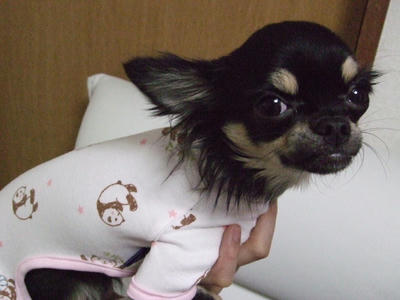 BLOG2008_01280026.JPG