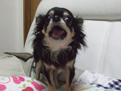 BLOG2008_02120020.JPG