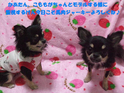 2008_03130003.JPG