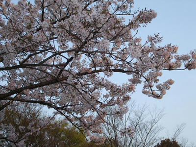 2008_04030038.JPG