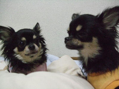 2008_04050015.JPG