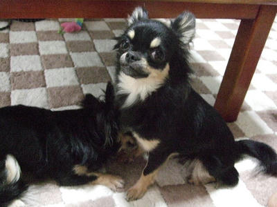 2008_06110025.JPG