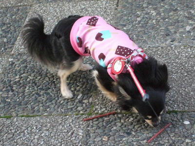 2008_06240015.JPG