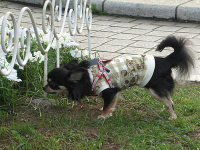 2008_07030005.JPG