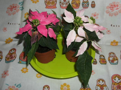 2008_11240002.JPG