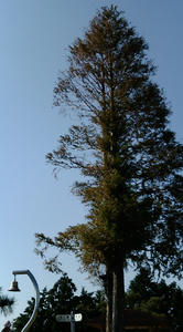 20091030124329.jpg
