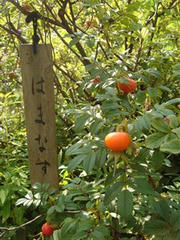 萩トンネル