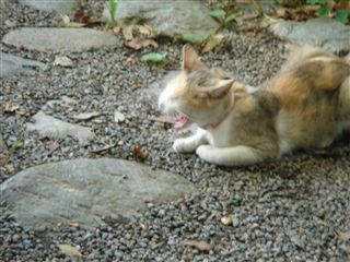 猫とセミ１
