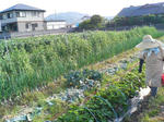 2009年イチゴ採りとキジ