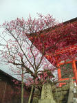 20100313_京都旅