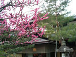 20100313_京都旅