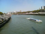 2010年_桜_大阪