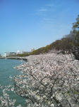 2010年_桜_大阪
