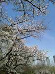 2010年_桜_大阪