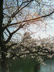 2010年_桜_大阪