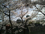 2010年_桜_大阪