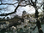 2010年_桜_大阪