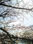 2010年_桜_大阪