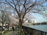 2010年_桜_大阪